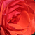 Pomarańczowy - Róża wielkokwiatowa - Hybrid Tea - Ondella